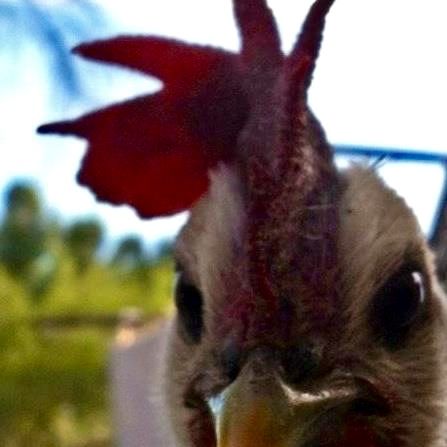 Readers show their chickens